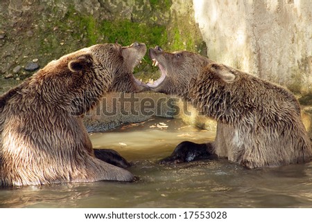 Brown Bear (Ursus arctos) in National Park Bavarian Forest - Germany Europe