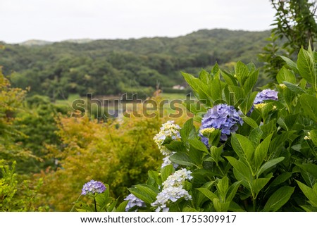 Hydrangea in the mountains, Minamiboso City, Chiba Prefecture, Japan