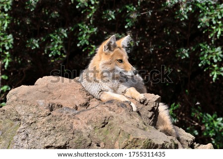 Fox resting on a rock whit a blurred background