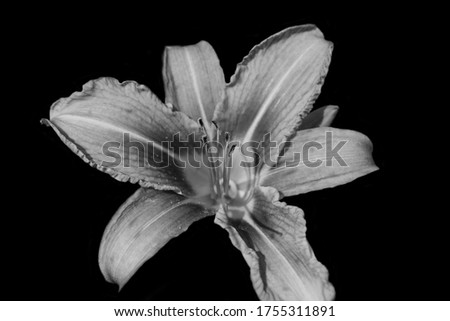 Black and white pohot of a flower, with a black background. 