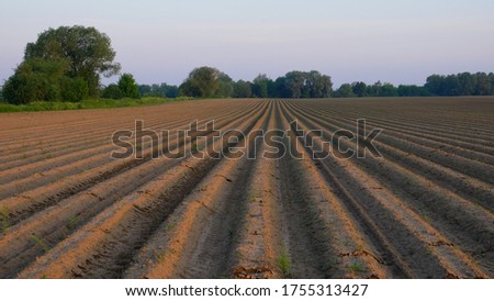 spring landscape, plowed sown fields at dawn, the sun's rays fall on the beds, early morning, background for the screen, screensavers