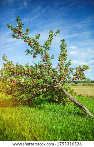 Organic apple tree at rural countryside farm, bright blue sky