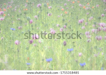 Flower meadow with poppies and corn flower in the fog