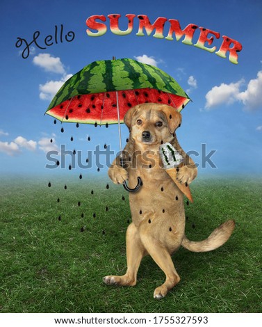 The beige dog with a cone of ice cream is walking under a watermelon umbrella in the meadow. Hello summer. Seeds instead of raindrops.
