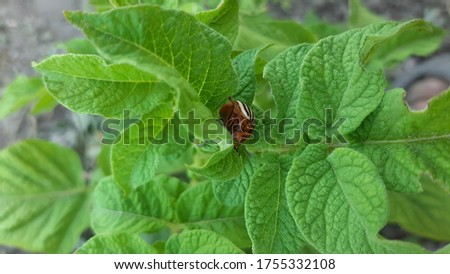 Colorado potato beetle in the garden eating potatoes