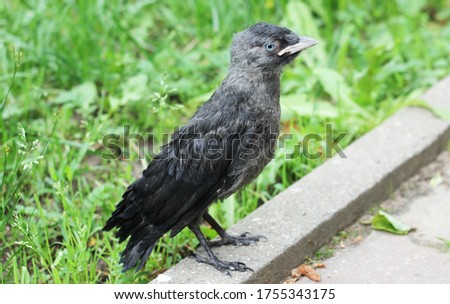 
young jackdaw on the road