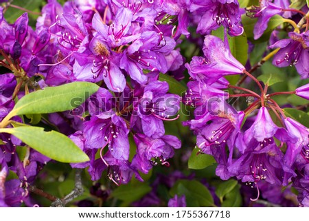 Soft abstract image of beautiful variegated purple flowers. Macro with extremely shallow dof.
