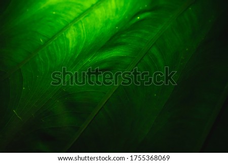Photo of a green tropical tree leaf close-up in the dark with lighting with lines along the leaf