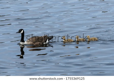 Canada goose with goslings swimming in line