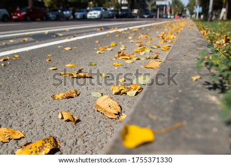 Yellow fallen leaves on asphalt. Golden autumn street. Last sunny day weather. Beautiful comfortable safety City life.