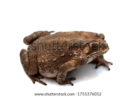 Macro close-up Thai toad.Front view.Thailand. Big bony headed toad or Spadefoot frog or Buffalo toad. Amphibian animal closeup.