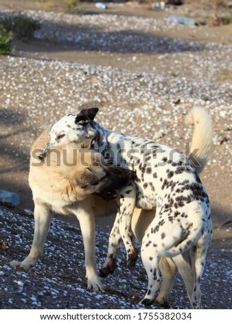 Stray dogs playing at the beach. A dalmatian and a retriever are biting each other at the same time during this interesting foul play. Isolated image that can be used for concepts like lose lose Royalty-Free Stock Photo #1755382034