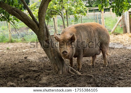 Gilt large Pig standing next to tree in a muddy Pigsty.