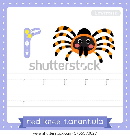 Letter R lowercase cute children colorful zoo and animals ABC alphabet tracing practice worksheet of Red Knee Tarantula for kids learning English vocabulary and handwriting vector illustration.