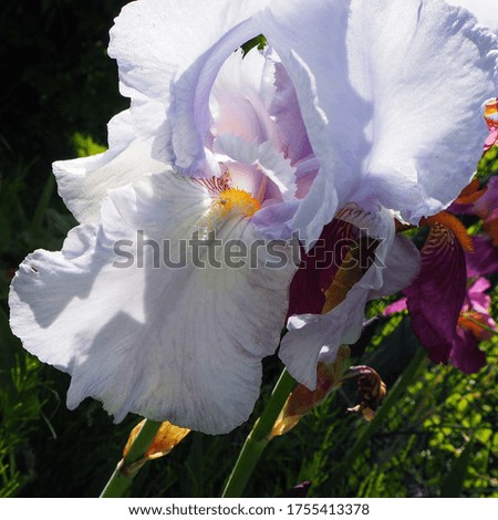 White and purple iris spring
