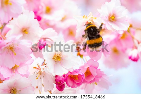 Pink cherry blossom and bumble bee, spring photo card