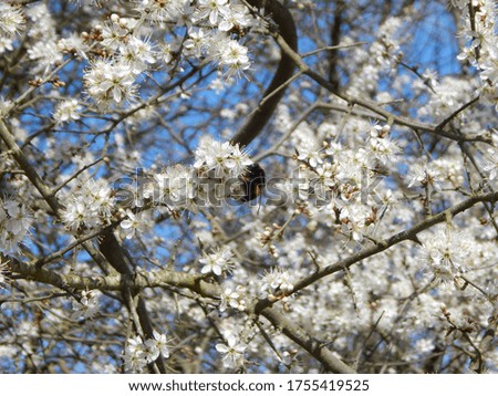 white flowers in spring on trees, shrubs and plants 