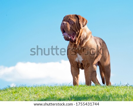 Dogue de Bordeaux dog, standing outdoors with sky background Royalty-Free Stock Photo #1755431744