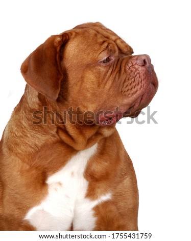 Dogue de Bordeaux dog portrait, Looking away up, in studio isolated on white background. Royalty-Free Stock Photo #1755431759