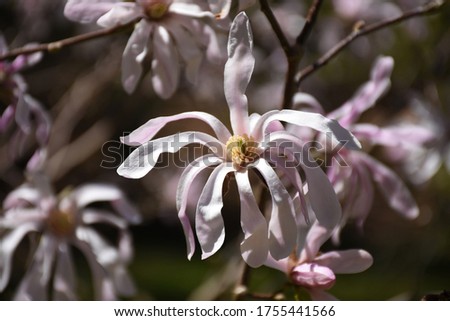 Springtime with a pink magnolia flower blossom flowering.