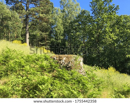 A nice view outdoors in the green. Trees, blue sky and green grass in Stockholm, Sweden. June, 2020.