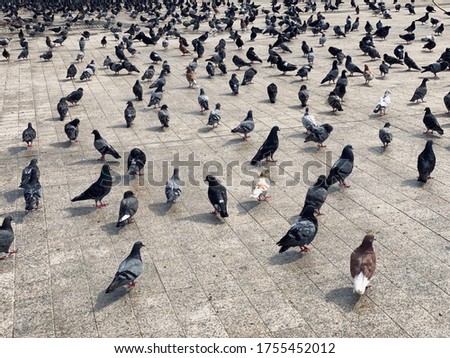Many birds on the ground