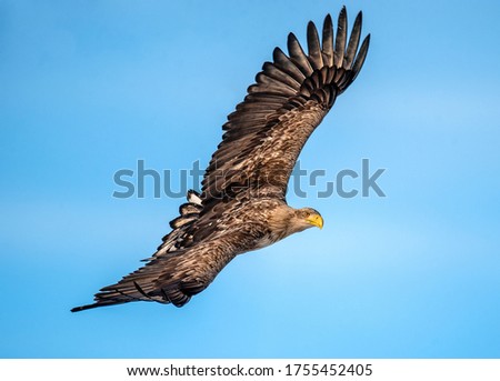 Juvenile White Tailed Eagle in flight with Wings Spread. Scientific name: 
 Haliaeetus albicilla. Blue sky background.