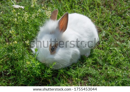 white bunny sits in the grass in the meadow with blur background and foreground