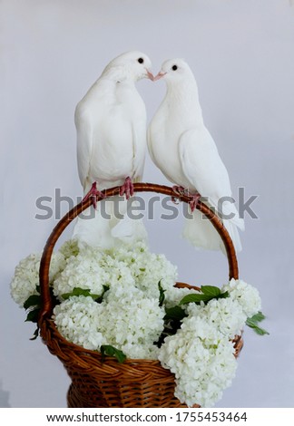 Two white doves with love. Valentine and Sweetest day,kiss day concept. Couple  of pigeons bird sitting on a basket of white flowers.Love end familly concept.Couple of lover bird. together concept