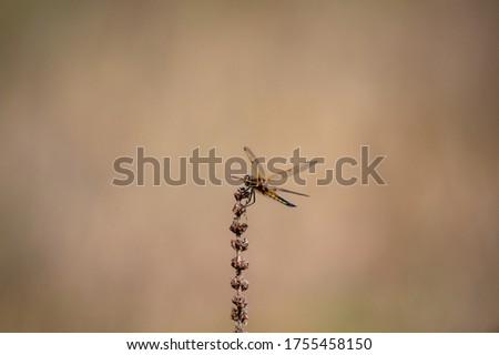 Four spotted chaser dragonfly, Libellula quadrimaculata, female