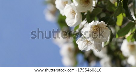 White tree blossom on the blue sky background. Closeup.