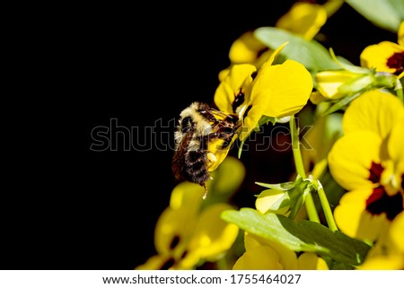 A Honey Bee Collects Nectar From a Yellow Pansy or Viola