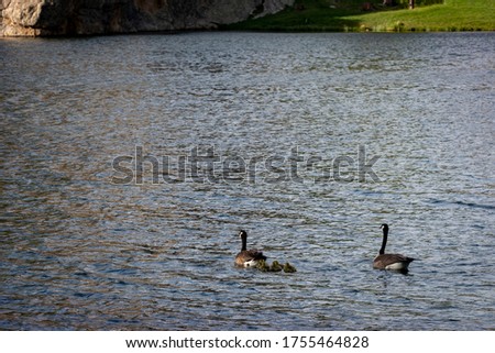 Two ducks paddle on a lake with baby ducks following behind.