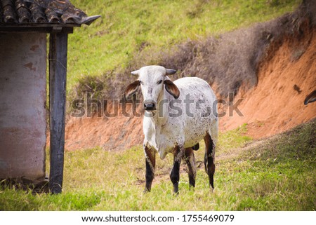 A closeup picture of a white goat in a field