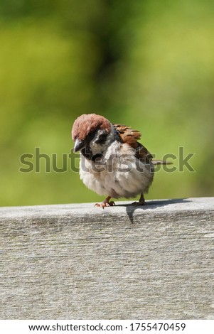  wild sparrow is on deck                              
