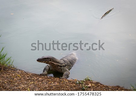 Monitor lizard swimming in lake in Lumphini Park in Bangkok, Thailand
