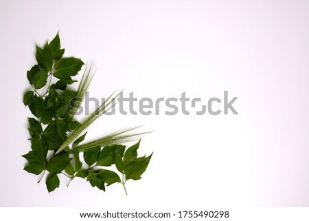 Green leaves and wheat heads on white copy space background.