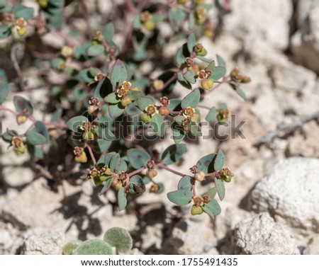Fendler's Sandmat (Chamaesyce fendleri) in the Euphorbia family (Euphorbiaceae) Royalty-Free Stock Photo #1755491435