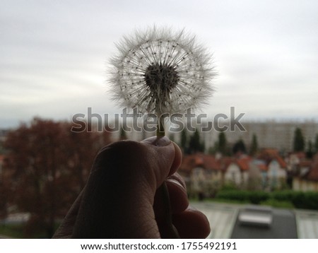 Dandelion close up in the sky