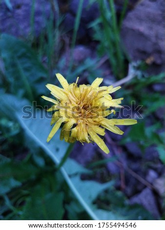 stunted yellow dandelion with dew drops close-up on a blurred background