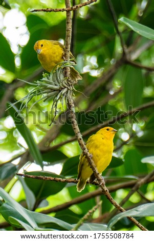 Atlantic Canary, a small Brazilian wild bird.The yellow canary Crithagra flaviventris is a small passerine bird in the finch family.  Royalty-Free Stock Photo #1755508784