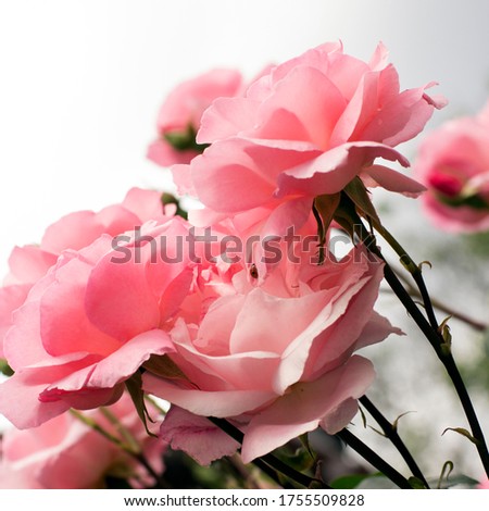 Pink roses and ladybug, background floral card