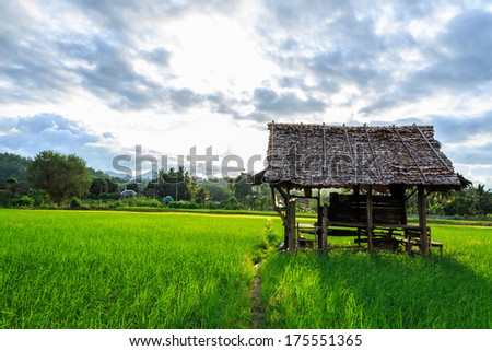 Small hut in rice farm Royalty-Free Stock Photo #175551365