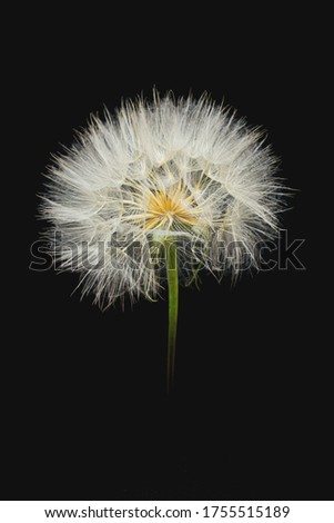 meadow salsify from close up with black background, Jack-go-to-bed-at-noon macro picture