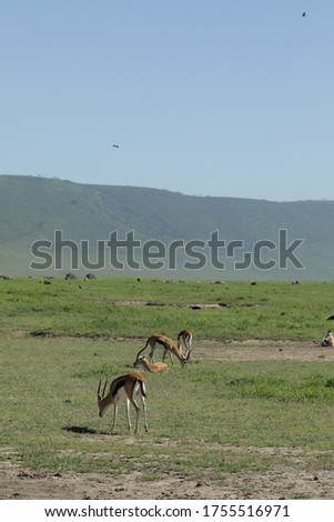 A picture of Serengeti's natural wildlife in Africa