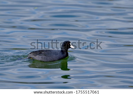 Coot (Ooban) is swimming leisurely on the water with beautiful ripples