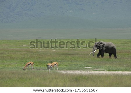 A picture of Serengeti's natural wildlife in Africa