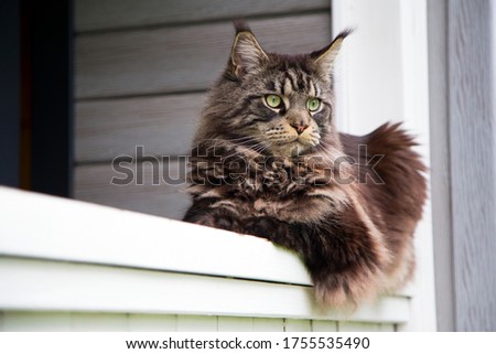A beautiful Maine Coon cat lies on a wooden railing. Horizontal. Vertical.