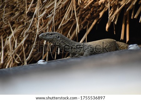Indian monitor lizard picture everyone known as Gosap.