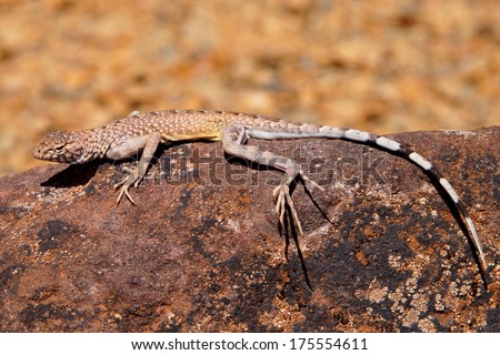 Zebra-tailed Lizard, Callisaurus draconoides - an incredibly fast reptile of the American southwest